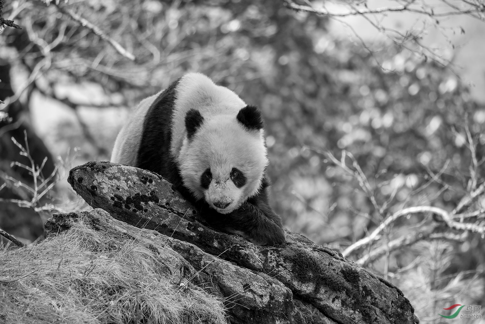 关于国宝熊猫的资料_国宝熊猫_