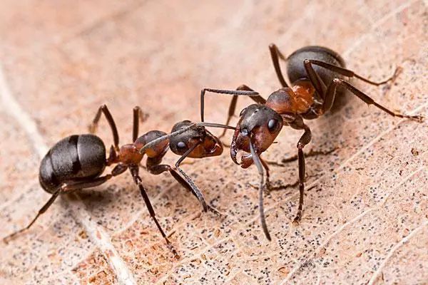 作文 蚂蚁的启示250字_蚂蚁的启示作文字400字_蚂蚁启示作文300个字